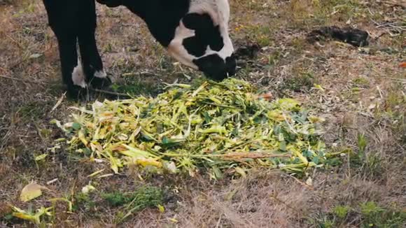 年轻的黑白公牛在田野上吃新鲜的绿色食物奶牛放牧视频的预览图