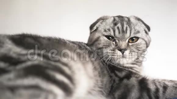 快乐猫躺着看着镜头特写镜头美丽的英国苏格兰褶皱猫宠物在房间里休息视频的预览图