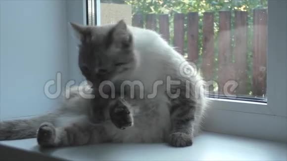 猫在窗台上洗视频的预览图