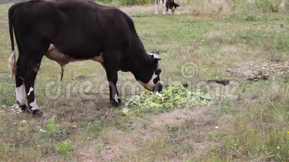 奶牛放牧年轻的黑白公牛在田野上吃新鲜的绿色食物视频的预览图