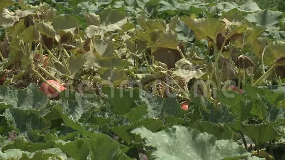南瓜生长在有机蔬菜园里视频的预览图