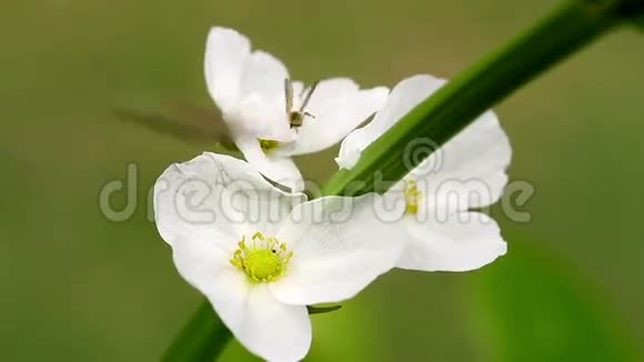 白花和昆虫视频的预览图