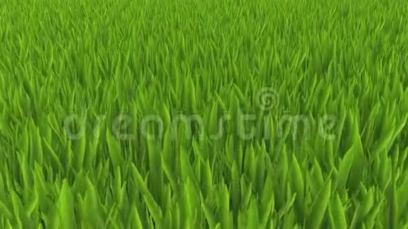 绿草背景3D视频动画4K视频的预览图