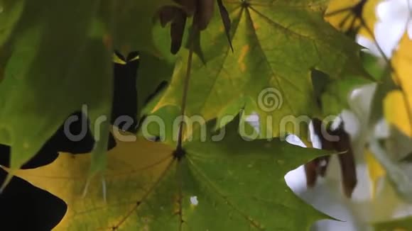 绿色的枫叶有一个黄色的角落视频的预览图