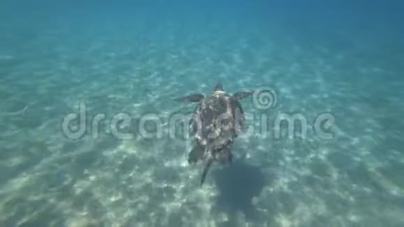 海龟在蓝色海水中游泳水生动物水下视频4K视频的预览图