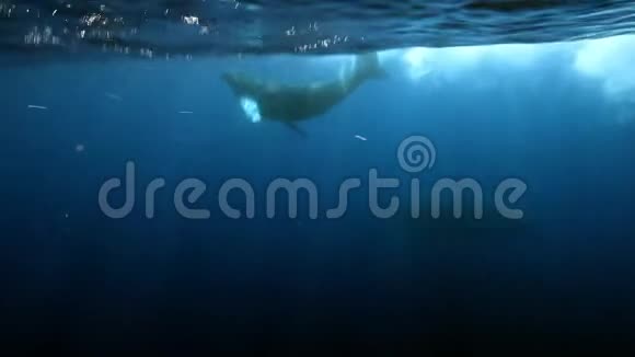 年轻的驼背鲸犊与母亲水下在蓝色海洋的罗卡帕蒂达视频的预览图