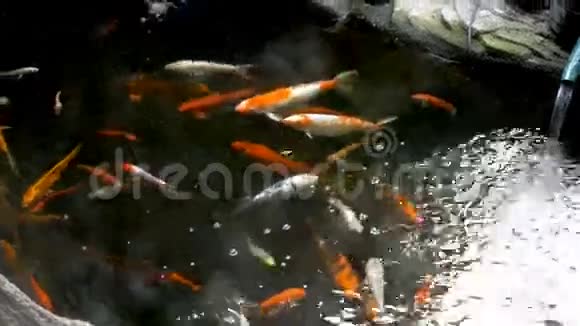 在池塘里游泳的橙色条纹鱼视频的预览图