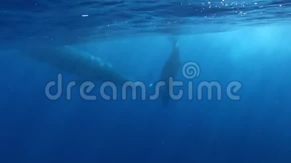 长鲸母鲸和幼鲸在太平洋的阳光下在水下视频的预览图