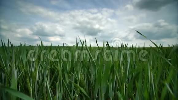 蓝天白云上的绿麦田视频的预览图
