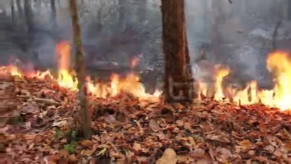 泰国山区野火潘射视频的预览图