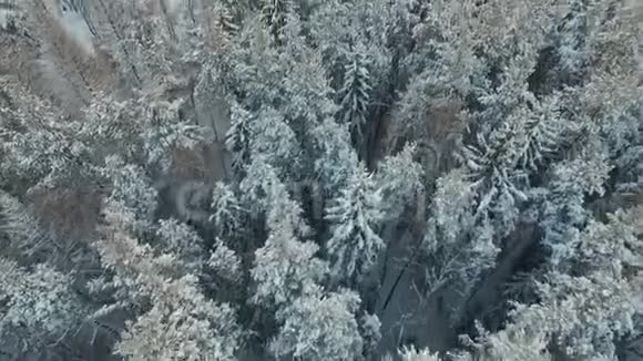 冬林之美视频的预览图