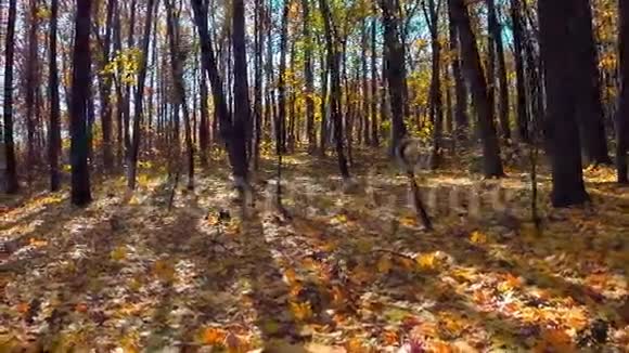 秋天的木头有阳光视频的预览图