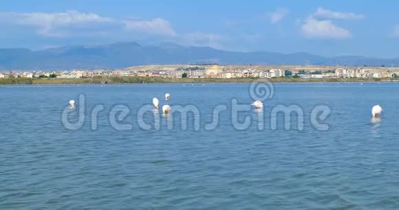 粉红火烈鸟在意大利撒丁岛卡利亚里城前吃视频的预览图