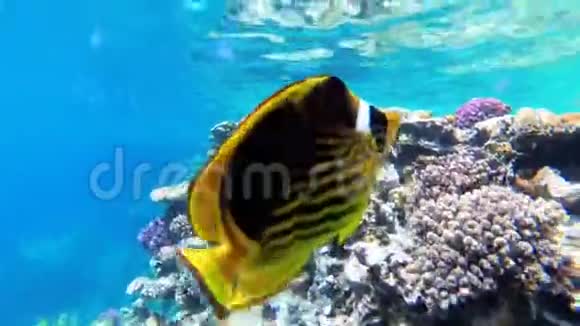 珊瑚礁附近的红海中漂浮的水母和蝴蝶黄鱼埃及视频的预览图