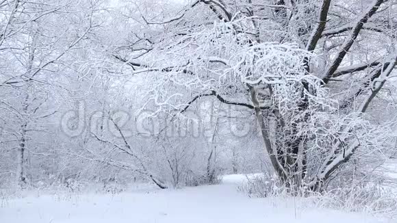 冬天的照片冬天的视频自然雪中的雪景树木视频的预览图