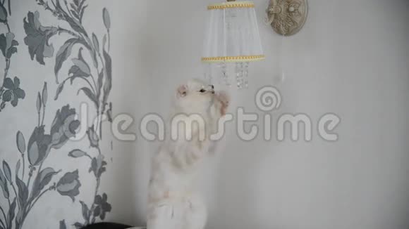 小猫玩水晶吊坠灯视频的预览图