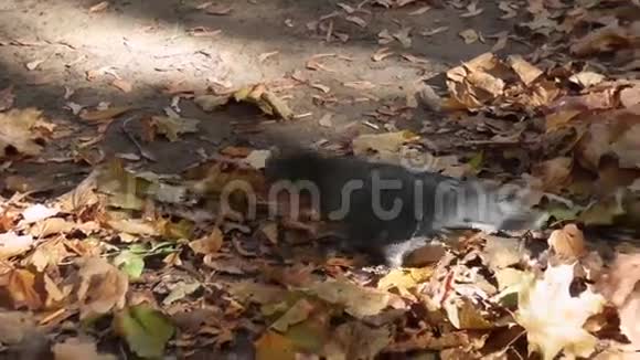 鸽子在秋天公园散步视频的预览图