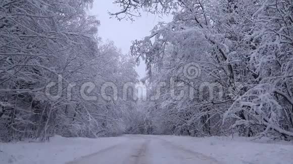 冬天的照片冬天的视频自然雪中的雪景树木视频的预览图