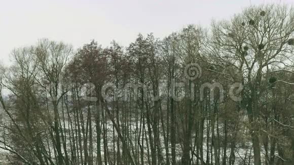 冬天的风景落在小树林的霜雪上视频的预览图
