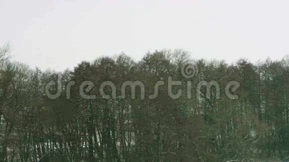 冬天的风景落在小树林的霜雪上视频的预览图