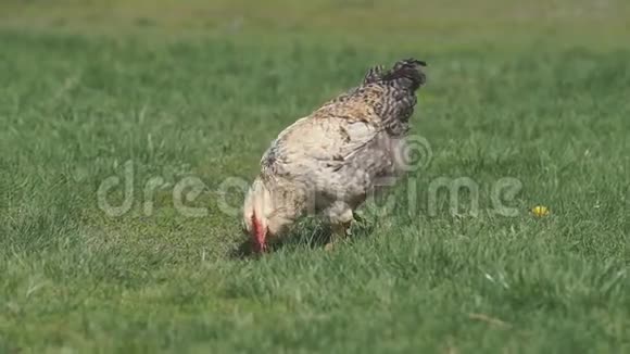 绿色草甸上的鸡视频的预览图