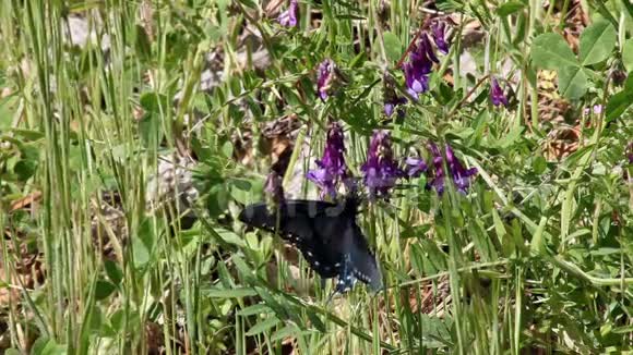 慢动作黑蝴蝶飞过紫色的卢平花视频的预览图