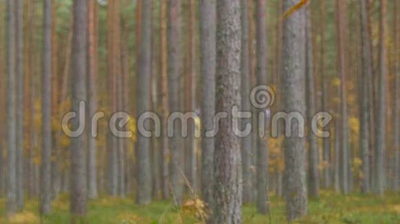 落叶在森林中缓慢移动视频的预览图