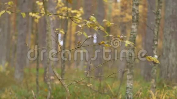 落叶在森林中缓慢移动视频的预览图