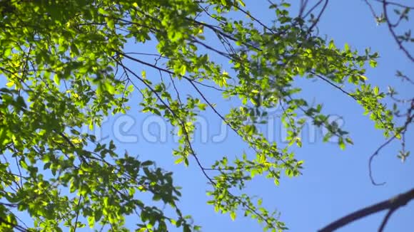 嫩叶在蓝天上的枝条视频的预览图