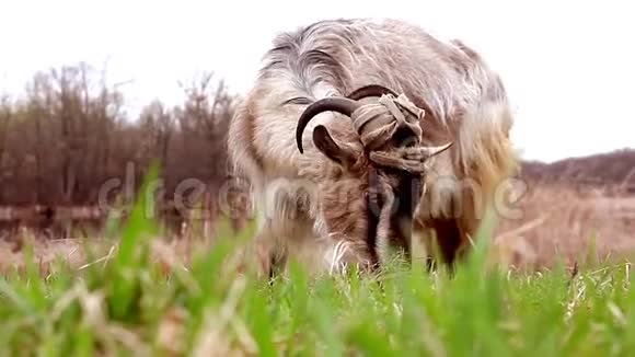 有角的山羊在草坪上吃草吃青草山羊的肖像视频的预览图