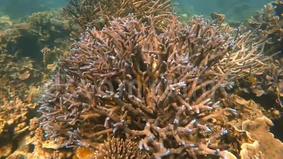 一种分枝珊瑚的慢镜头视频的预览图