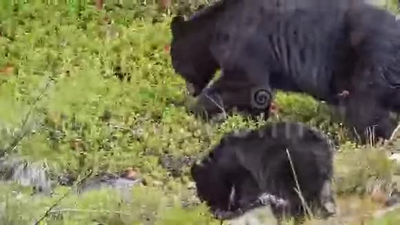 带幼崽的黑熊视频的预览图