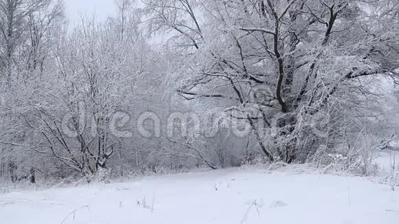 冬天的照片冬天的视频自然雪中的雪景树木视频的预览图