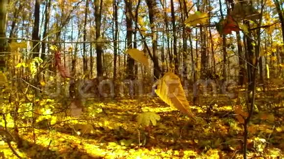 秋天的木头有阳光视频的预览图