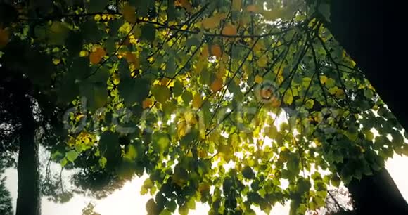 林中树木的剪影和色彩斑斓的黄红色秋叶在日光下的天空中阳光从森林中飞过视频的预览图