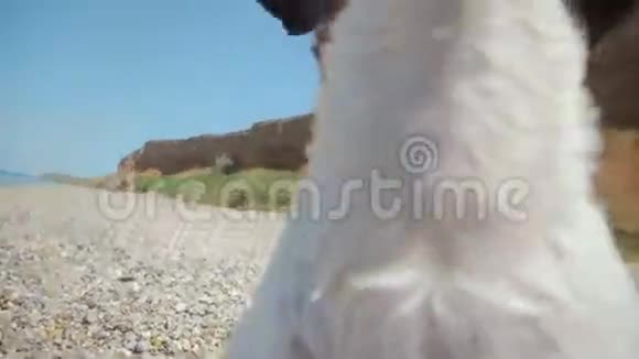 活跃的杰克罗素在海边奔跑视频的预览图