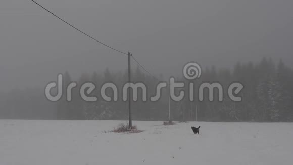 冬季景观白雪覆盖的田野视频的预览图