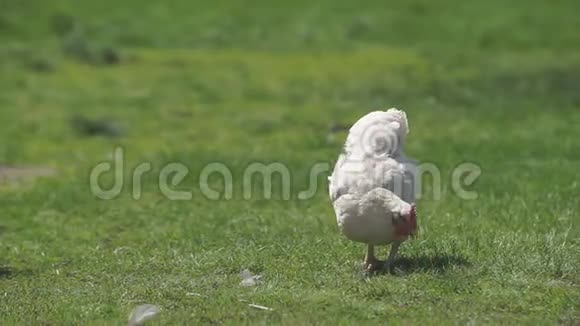 绿色草地上的小鸡视频的预览图