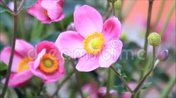 粉红花海葵视频的预览图