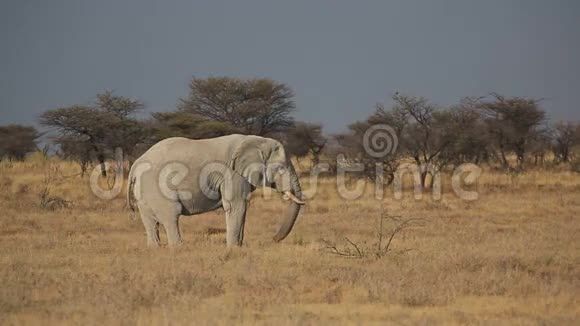 在大草原觅食的大象视频的预览图
