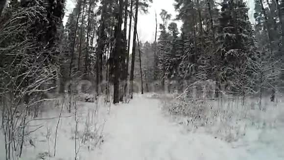 冬天的树林视频的预览图
