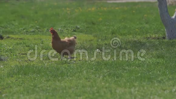 绿色草甸上的鸡视频的预览图