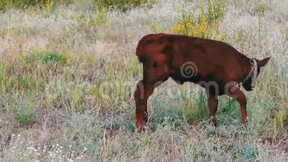 年轻的红发小牛在草地上放牧视频的预览图