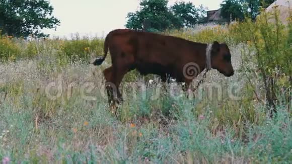 年轻的红发小牛在草地上放牧视频的预览图