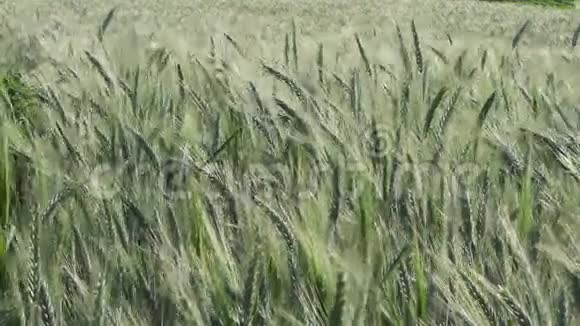 绿色大麦田强压风稳拍自然背景高清视频的预览图