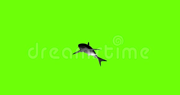 绿色背景下3D鲨鱼的动画视频的预览图