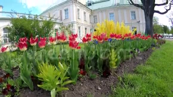 郁金香在大门希科夫宫前圣彼得堡罗蒙诺索夫俄罗斯视频的预览图