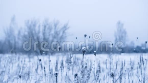 被雪覆盖的干花选定的重点视频的预览图