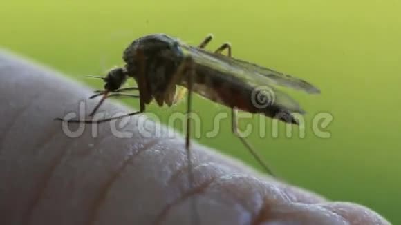 吸血蚊子视频的预览图