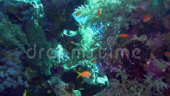 净火珊瑚米列波拉二色藻阳光照耀在水面附近的彩色珊瑚上视频的预览图